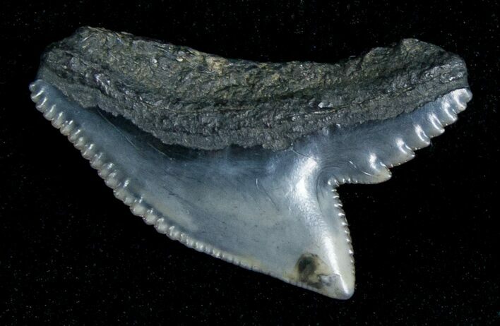 Blueish Fossil Galeocerdo Tooth (Tiger Shark) #5159